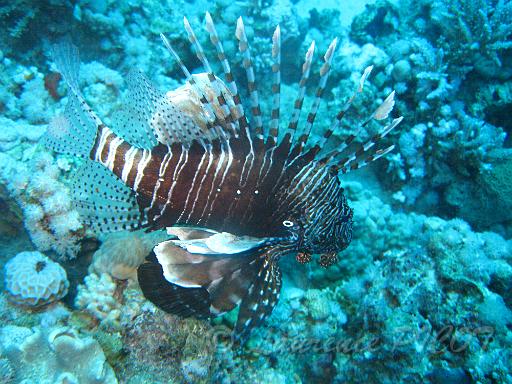 Rascasse volante - Pterois volotans.JPG